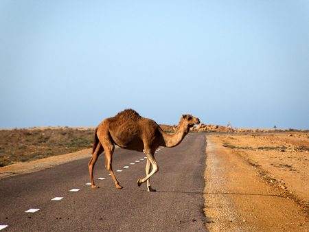 Yksinäinen kulkija, Länsi-Sahara